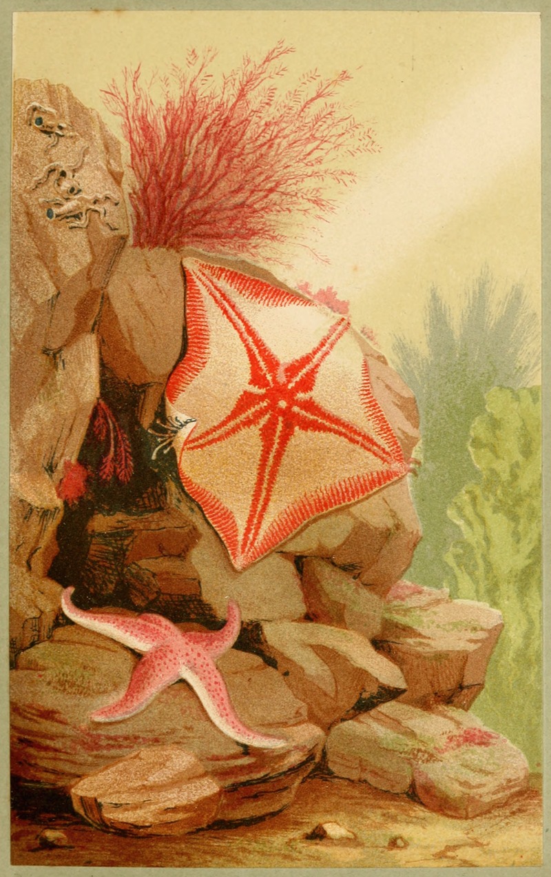 Star Fishes by Philip Henry Gosse, 1856 — digital art print download