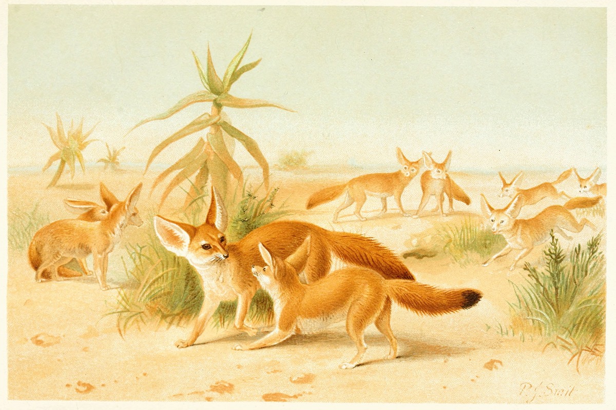 African Fennecs by Pierre Jacques Smit, 1893-1896 — digital art print download