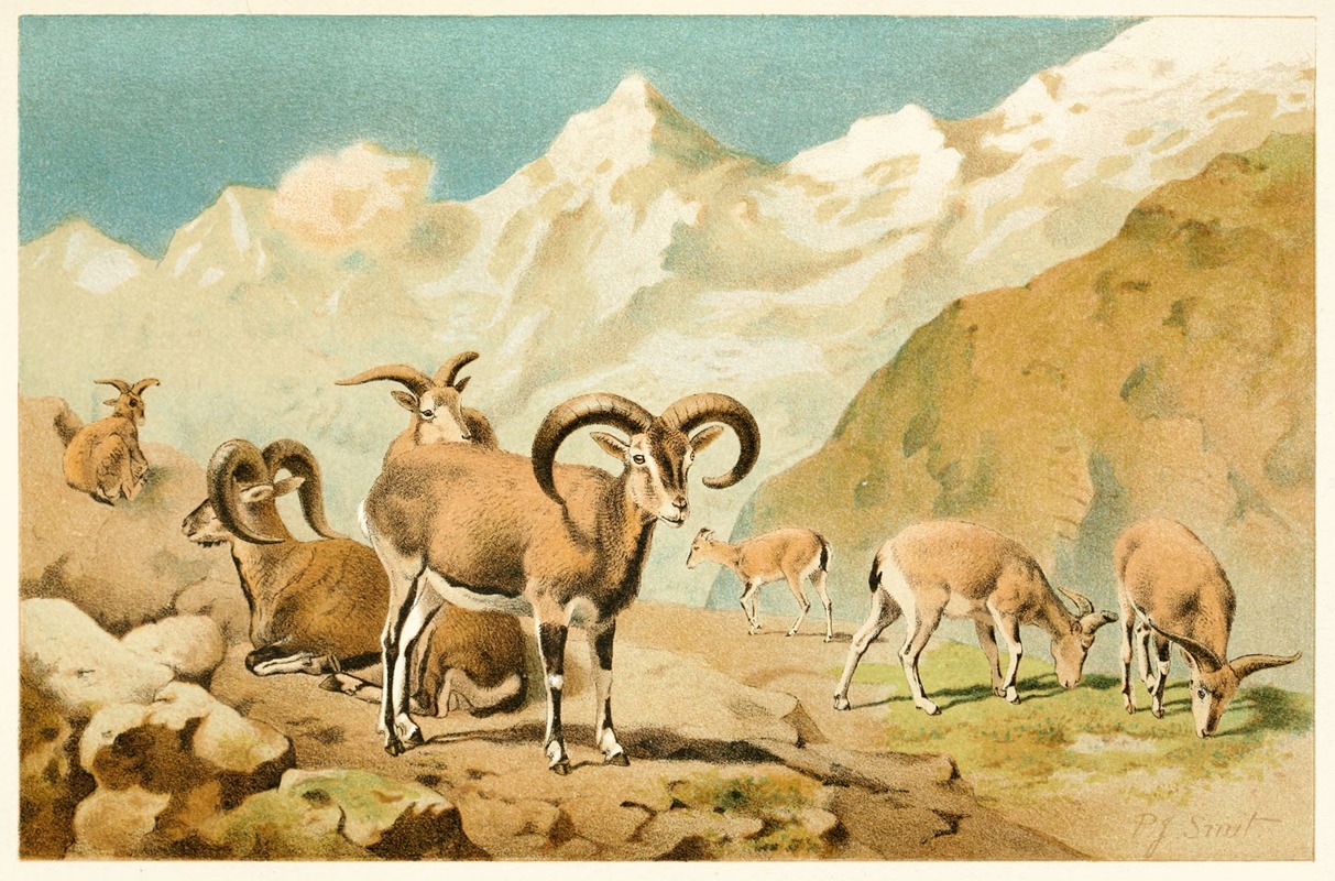 Bharal by Pierre Jacques Smit, 1893-1896 — digital art print download