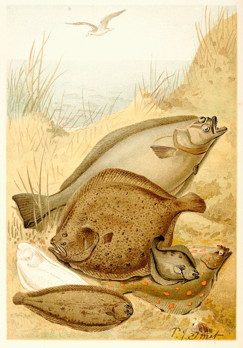 Flat fish by Pierre Jacques Smit, 1893-1896 — digital art print download