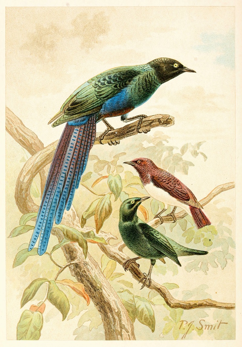 Glossy Starlings by Pierre Jacques Smit, 1893-1896 — digital art print download