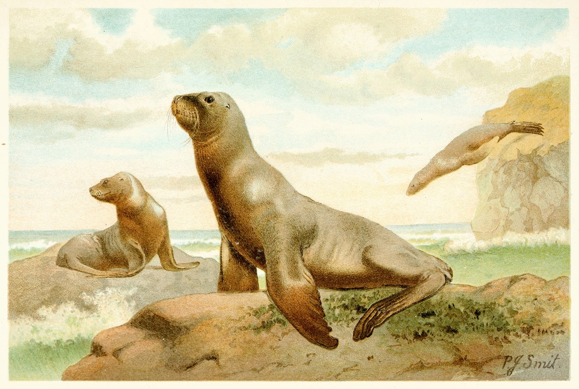 Hooker's Sea Lion by Pierre Jacques Smit, 1893-1896 — digital art print download