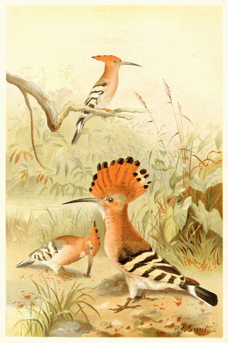 Hoopoes by Pierre Jacques Smit, 1893-1896 — digital art print download