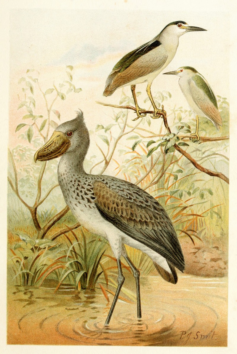 Night-Heron and Boatbill by Pierre Jacques Smit, 1893-1896 — digital art print download