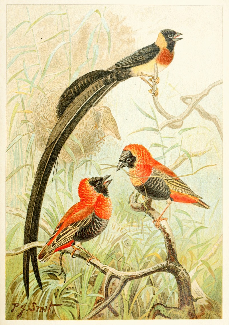 Weaver Birds by Pierre Jacques Smit, 1893-1896 — digital art print download