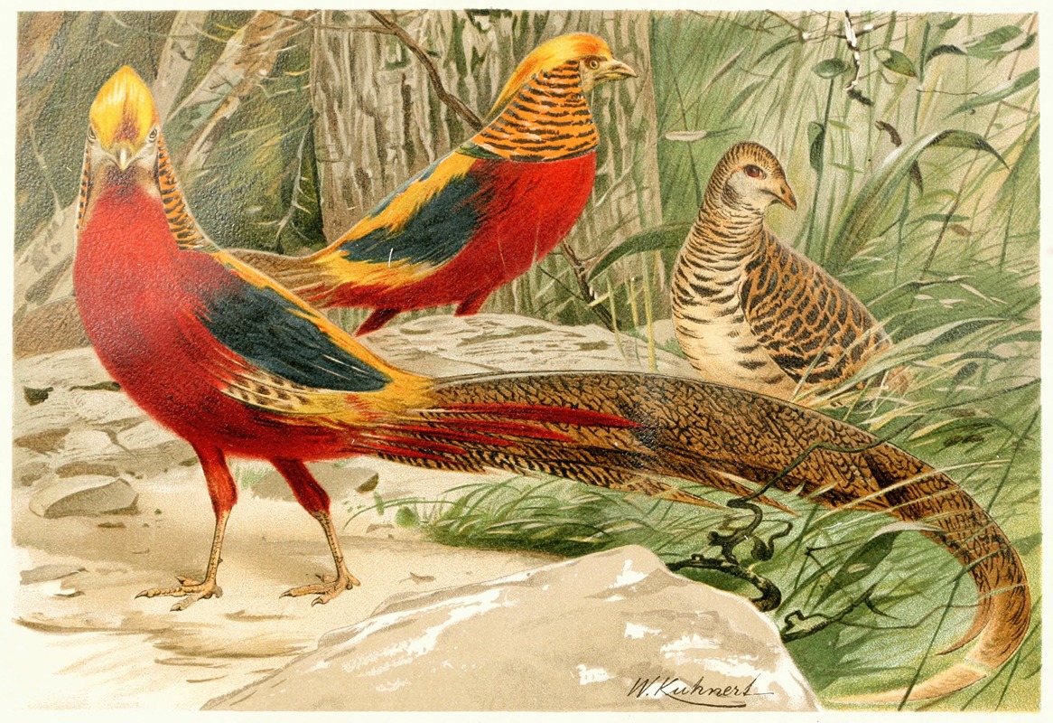 Golden Pheasants by Wilhelm Kuhnert, 1893-1896 — digital art print download