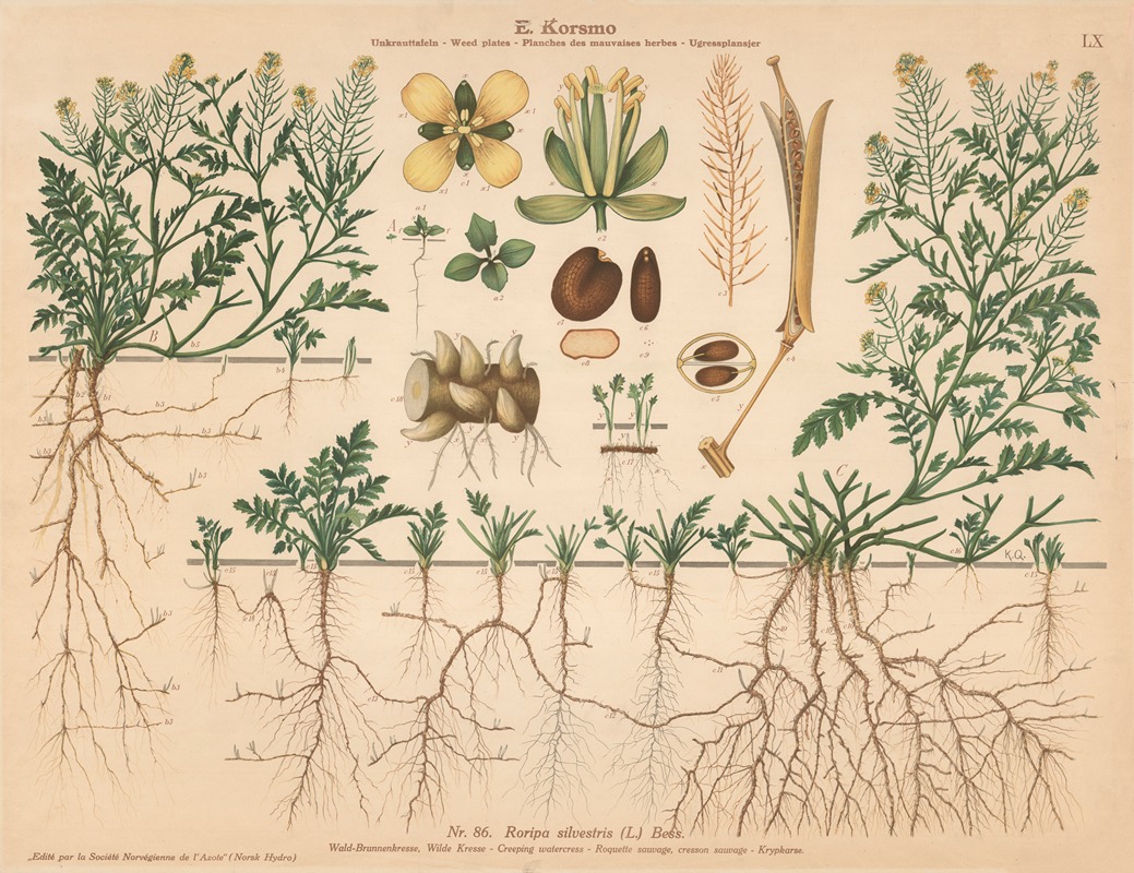 Creeping watercress by Knut Quelprud, 1913 — digital art print download