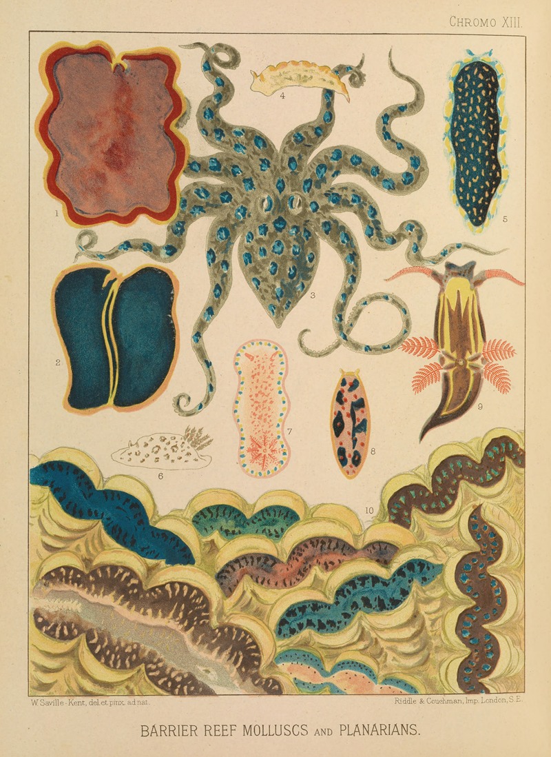 Barrier Reef Molluscs and Planarians by William Saville-Kent, 1893 — digital art print download