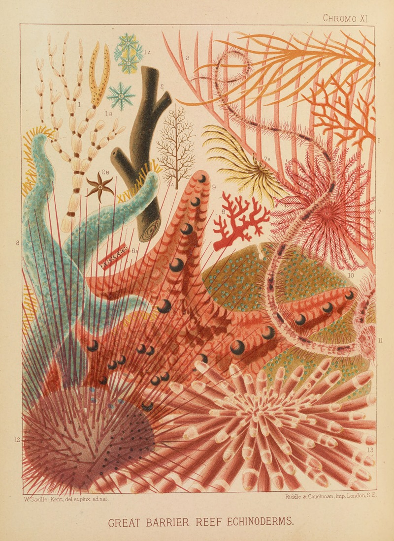 Great Barrier Reef Echinoderms by William Saville-Kent, 1893 — digital art print download