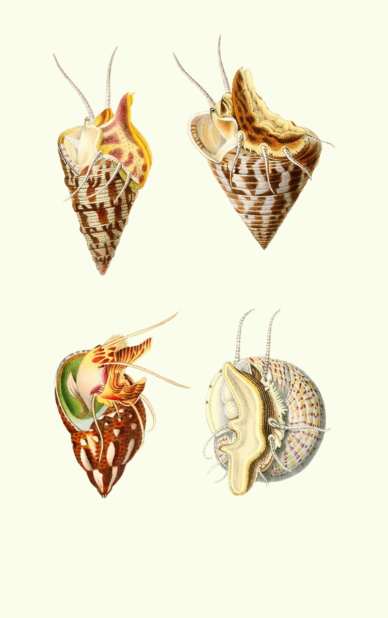 Trochus minutus, Trochus conulus,Phasianella pullus, Trochus divaricatus by Georges Servain, 1870 — digital art print…