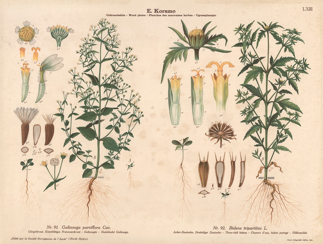Gallant soldier, Three-cleft bidens by Knut Quelprud, 1913 — digital art print download