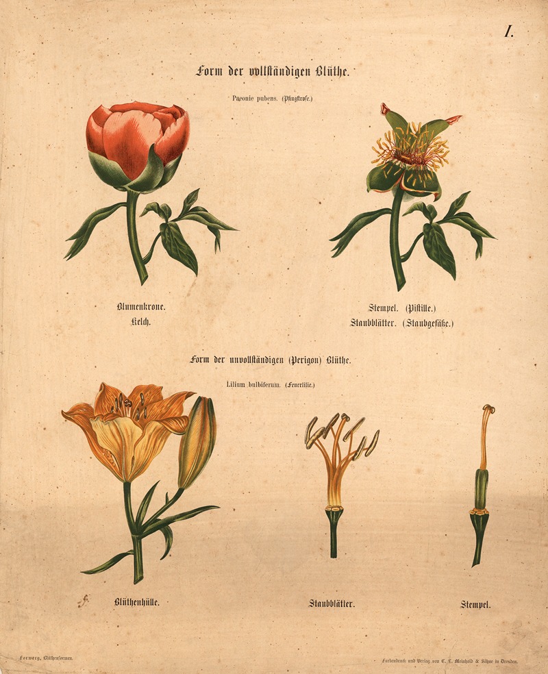 Form der vollständigen Blüthe by M. Forweg, 1911 — digital art print download
