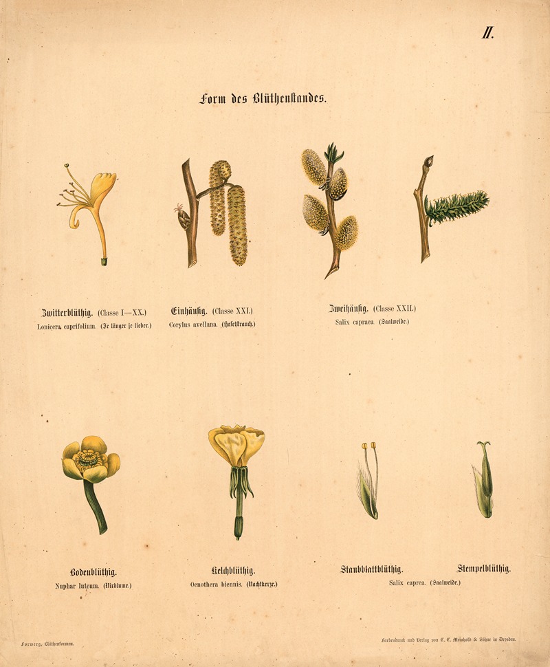Form des Blüthenstandes by M. Forweg, 1911 — digital art print download