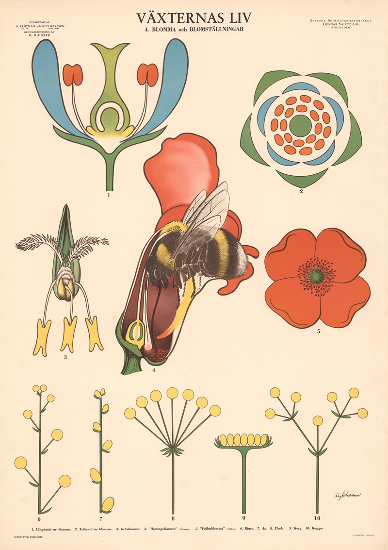 Växternas liv. 4. Blomma och blomställningar — Max Richter