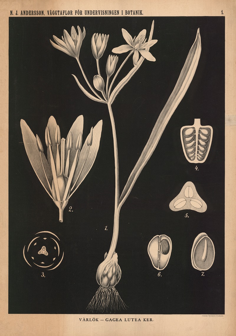 Vårlök – Gagea lutea ker. — Nils Johan Andersson
