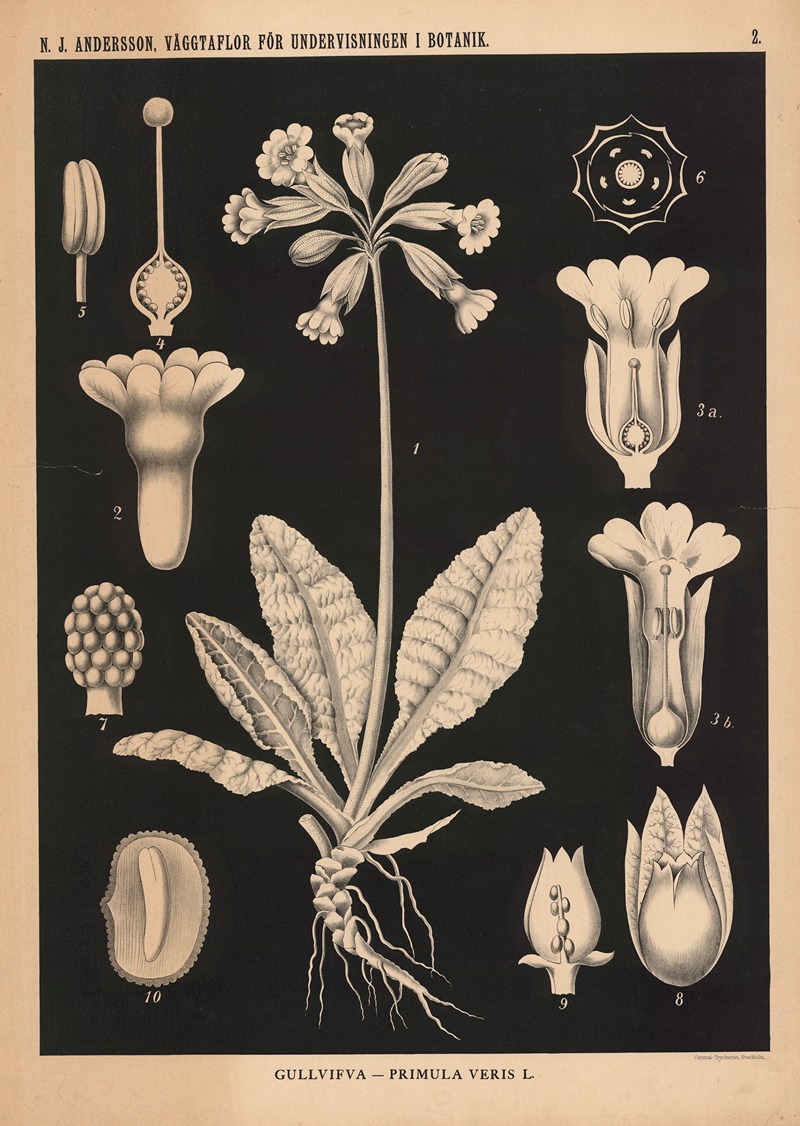 Gullvifva – Primula Veris L. by Nils Johan Andersson, 1862 — digital art print download