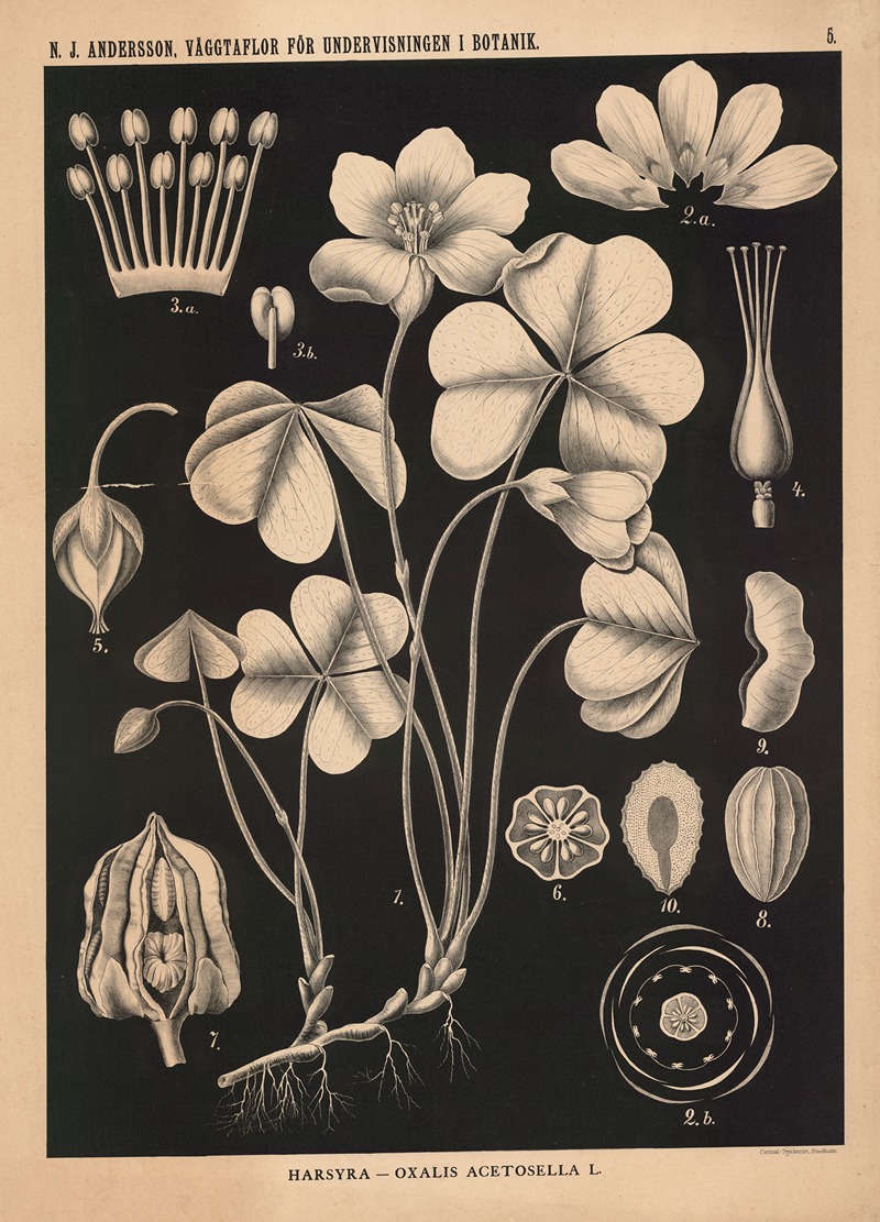 Harsyra – Oxalis Acetosella — Nils Johan Andersson