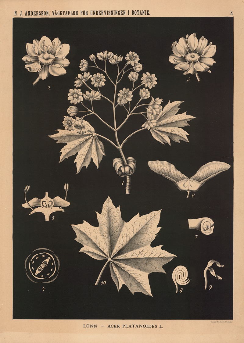 Lönn – Acer Platanoides L. by Nils Johan Andersson, 1862 — digital art print download