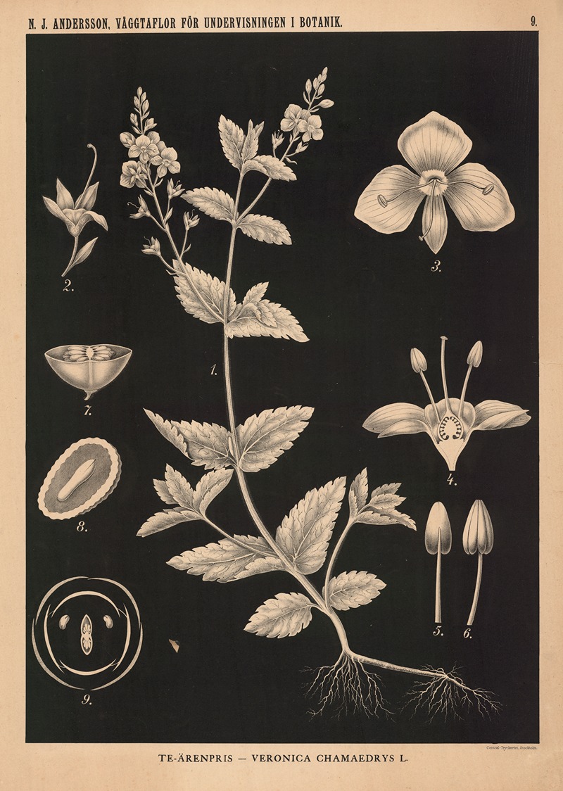 Te-ärenpris – Veronica Chamaedrys L. by Nils Johan Andersson, 1862 — digital art print download