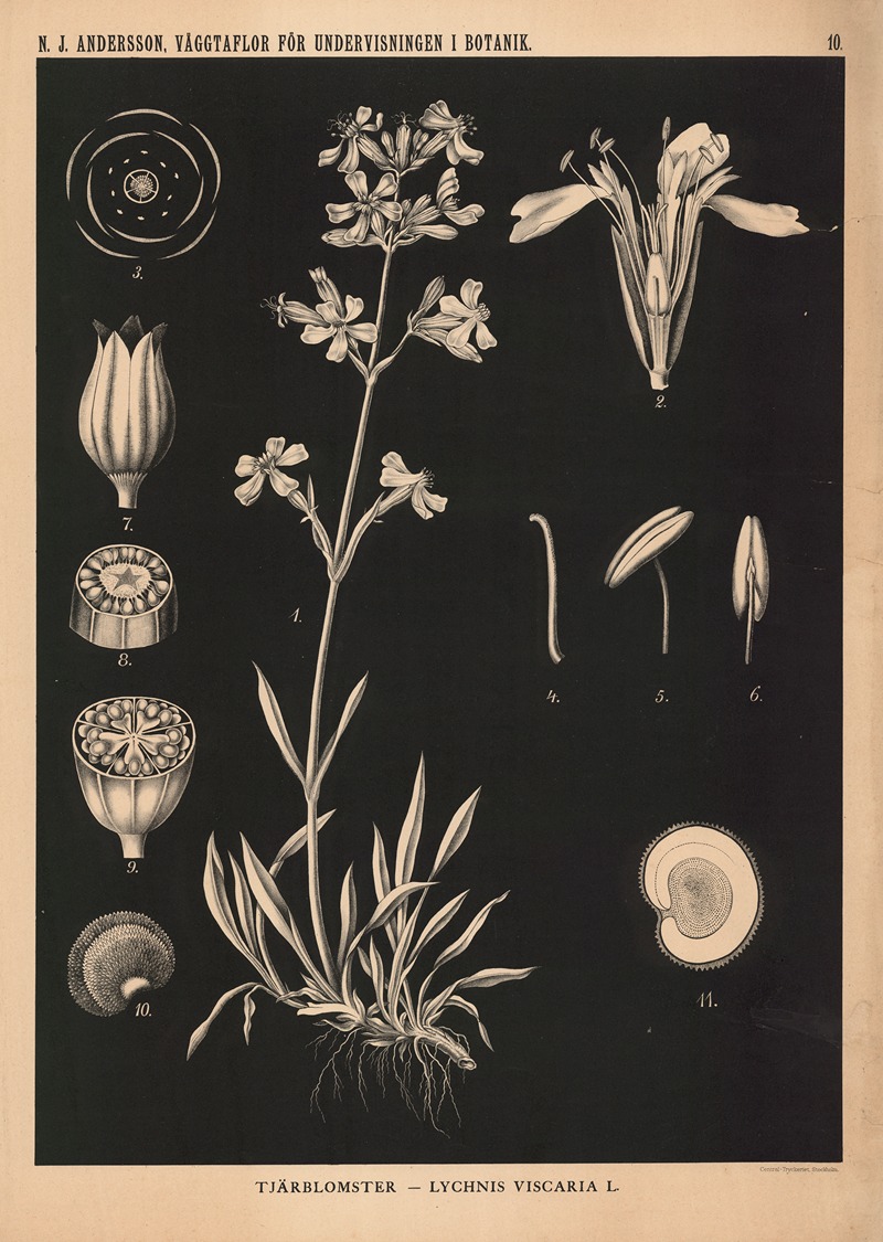 Tjärblomster – Lychnis Viscaria L. by Nils Johan Andersson, 1862 — digital art print download