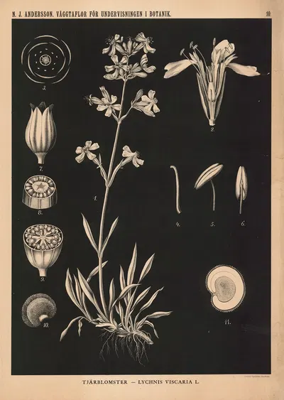 Tjärblomster – Lychnis Viscaria L. by Nils Johan Andersson, 1862 — digital art print download