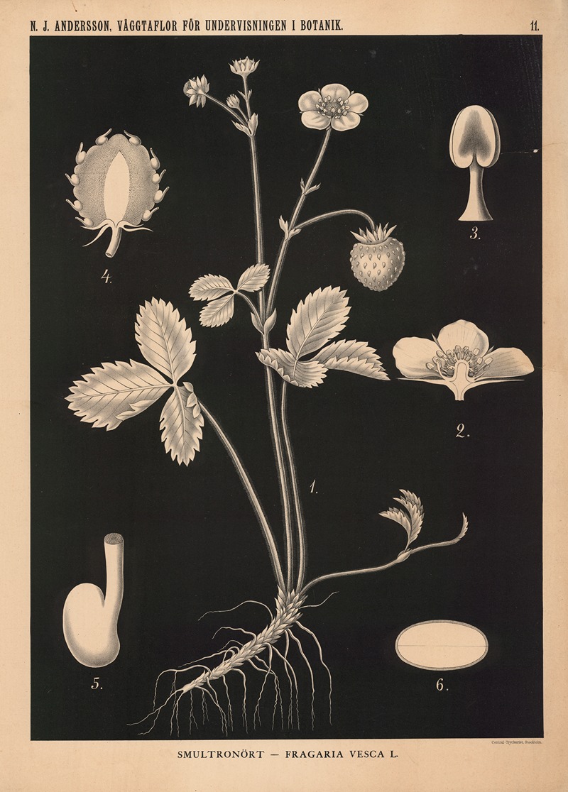 Smultronört – Fragaria Vesca L. — Nils Johan Andersson