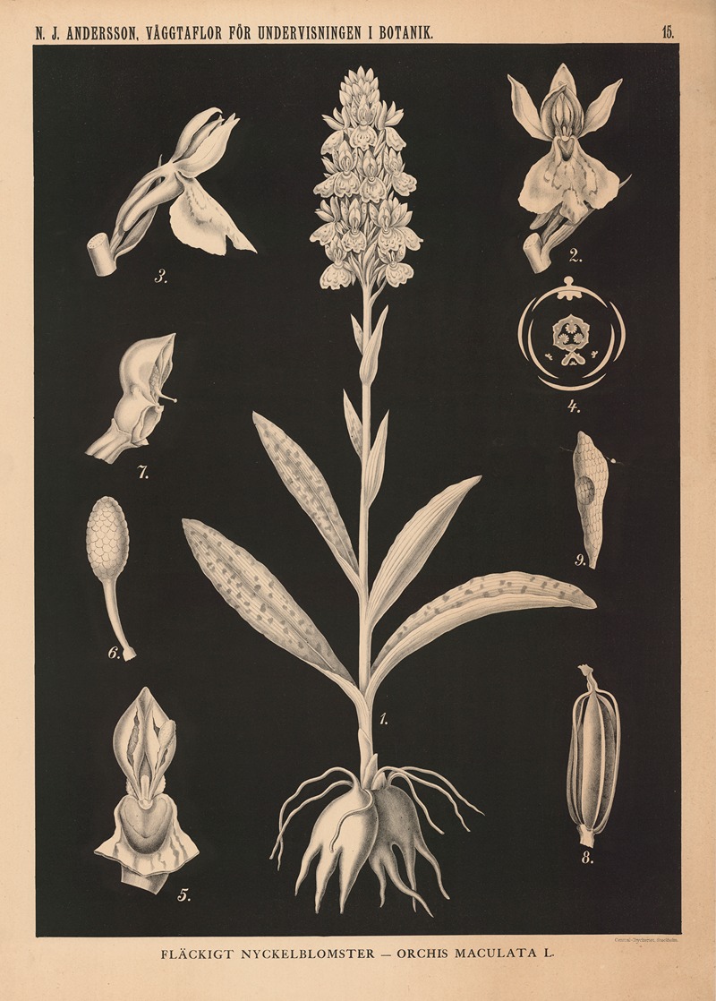 Fläckigt Nyckelblomster – Orchis Maculata L. — Nils Johan Andersson