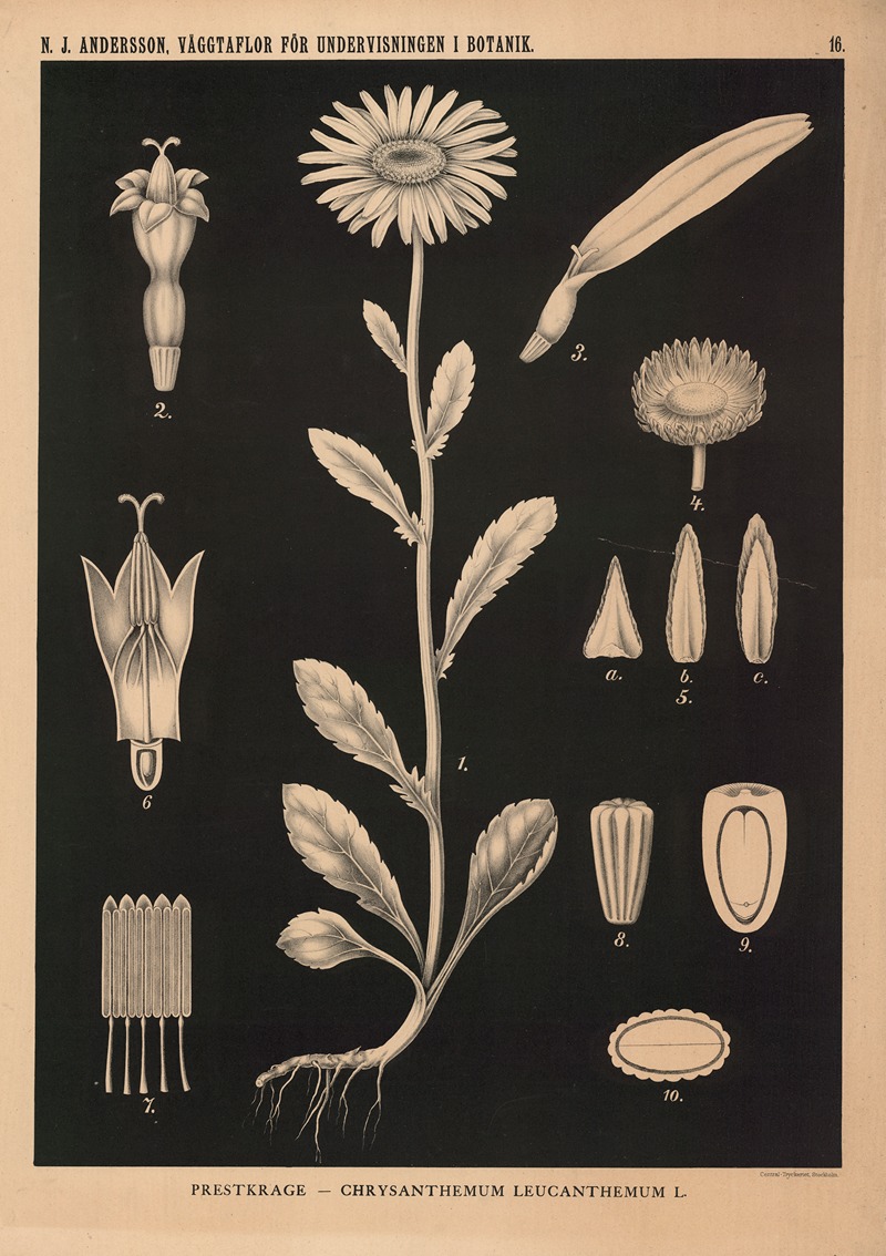 Prestkrage – Chrysanthemum Leucanthemum L. — Nils Johan Andersson
