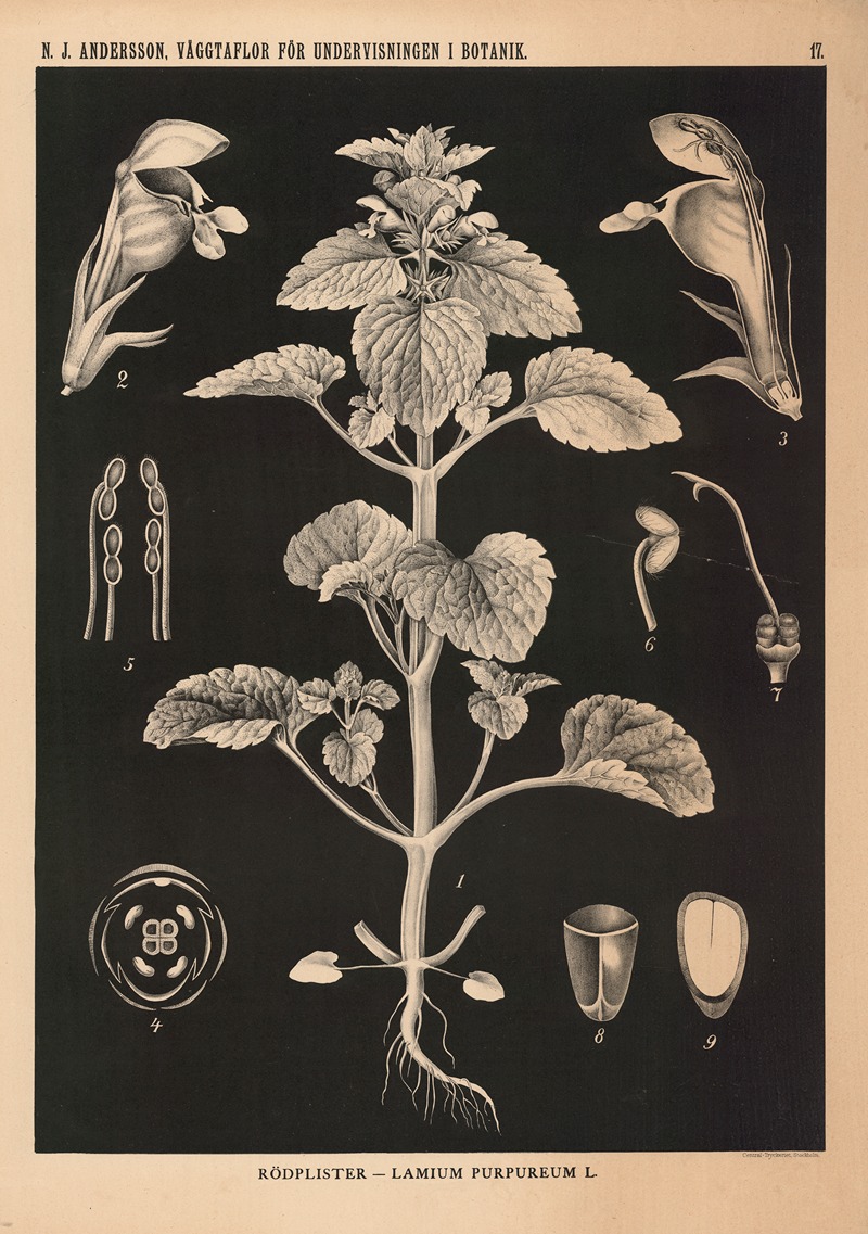 Rödplister – Lamium Purpureum L. — Nils Johan Andersson