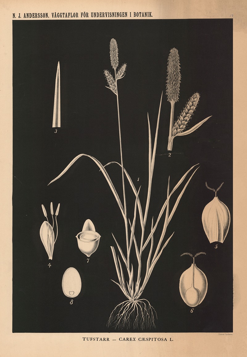 Tufstarr – Carex Cæspitosa L. by Nils Johan Andersson, 1862 — digital art print download