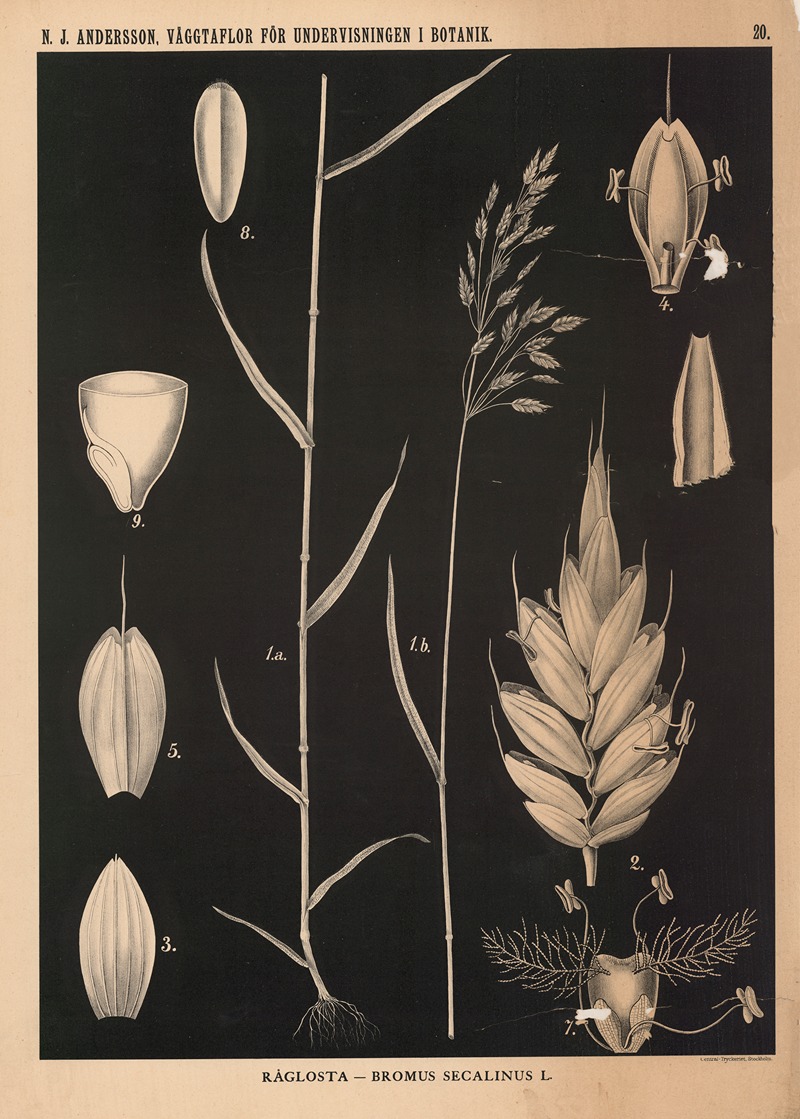 Råglosta – Bromus Secalinus L. by Nils Johan Andersson, 1862 — digital art print download