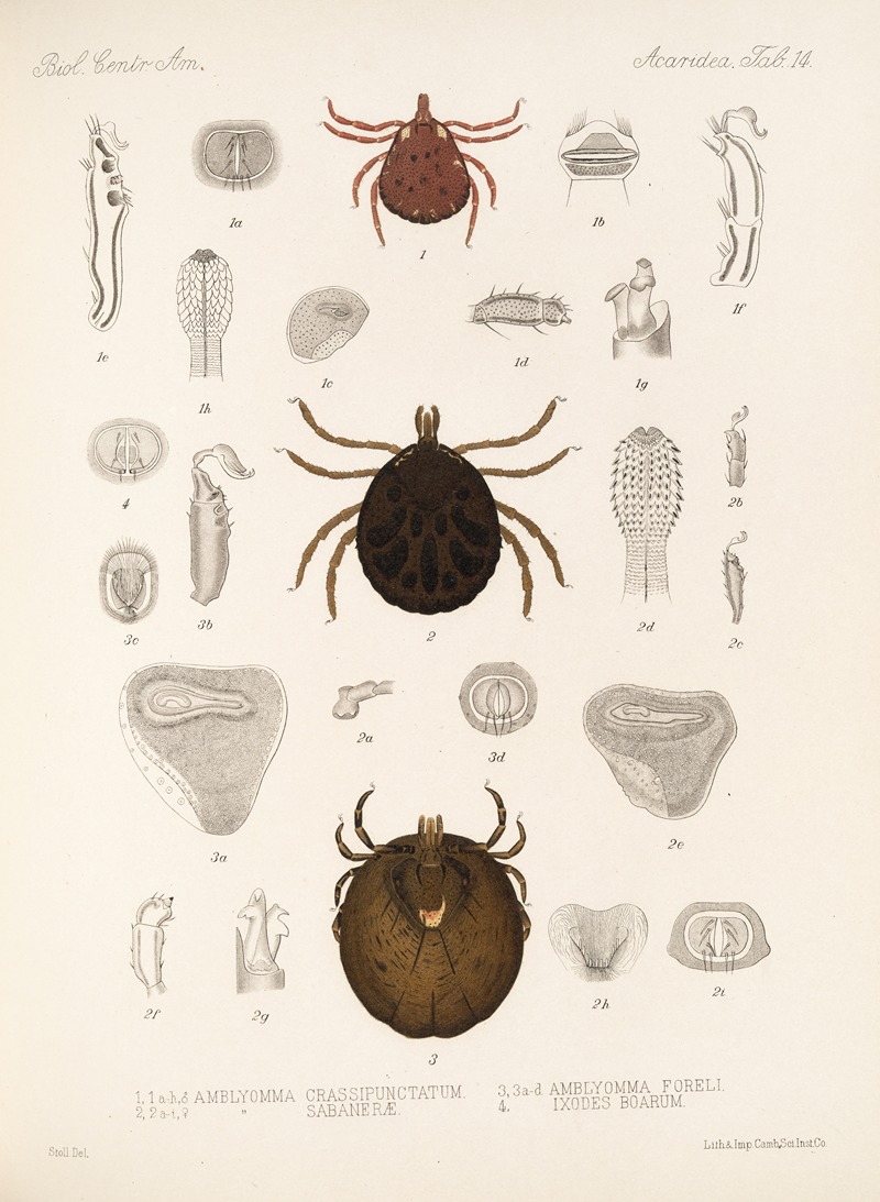 Arachnida Acaridea Pl 14 by Frederick DuCane Godman, 1879-1915 — digital art print download