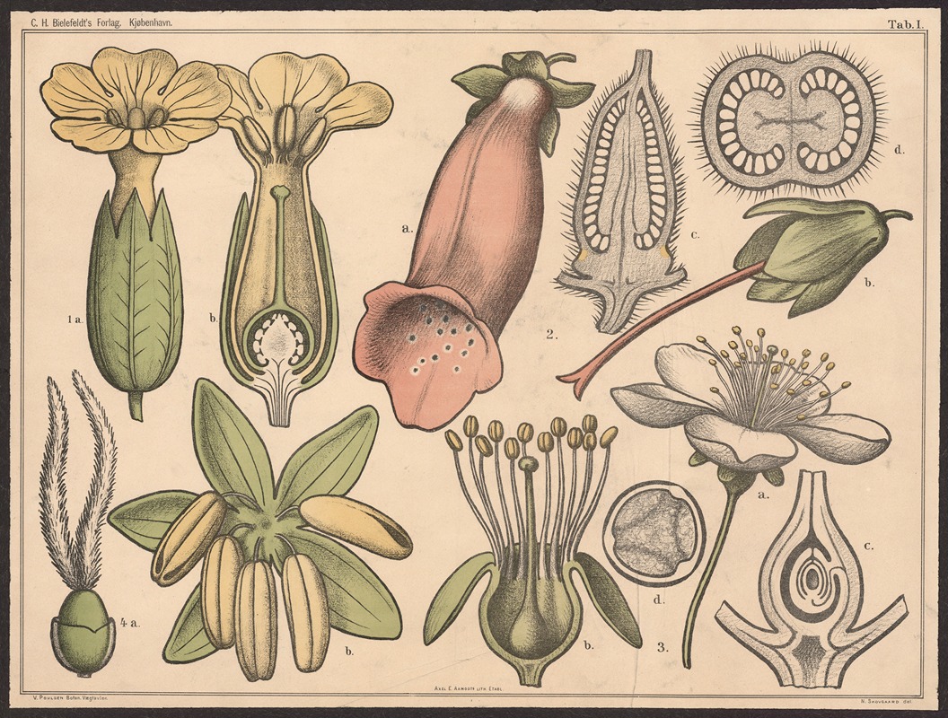 Blomstens bygning I by Нильс Сковгорд, 1879 — digital art print download