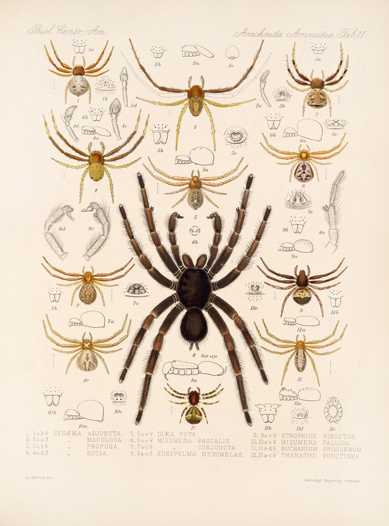 Arachnida Araneidea Pl 11 by Frederick DuCane Godman, 1879-1915 — digital art print download