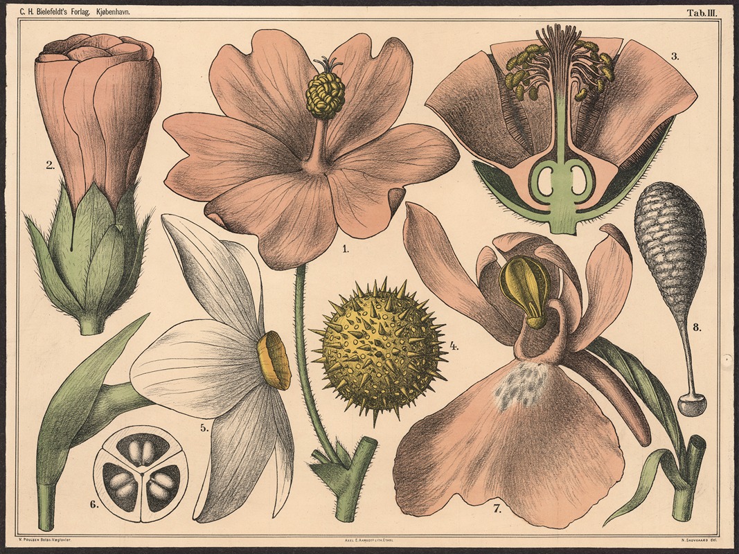 Blomstens bygning III by Нильс Сковгорд, 1879 — digital art print download