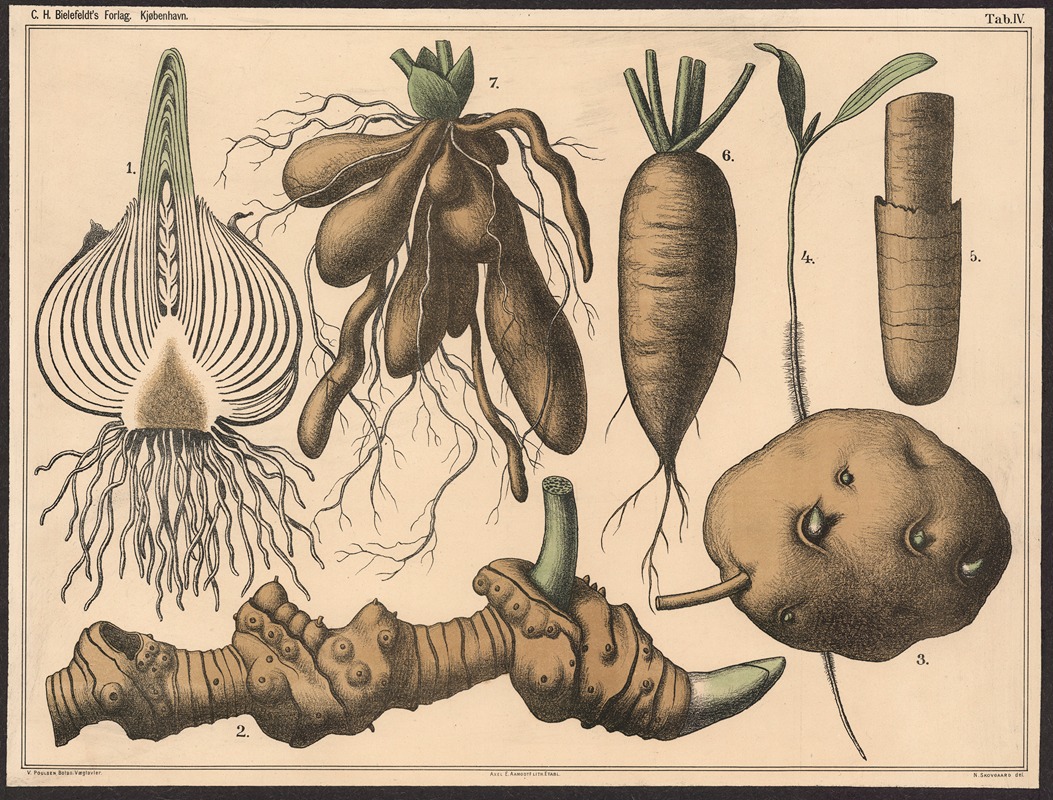 Underjordisk stængel og rod by Нильс Сковгорд, 1879 — digital art print download