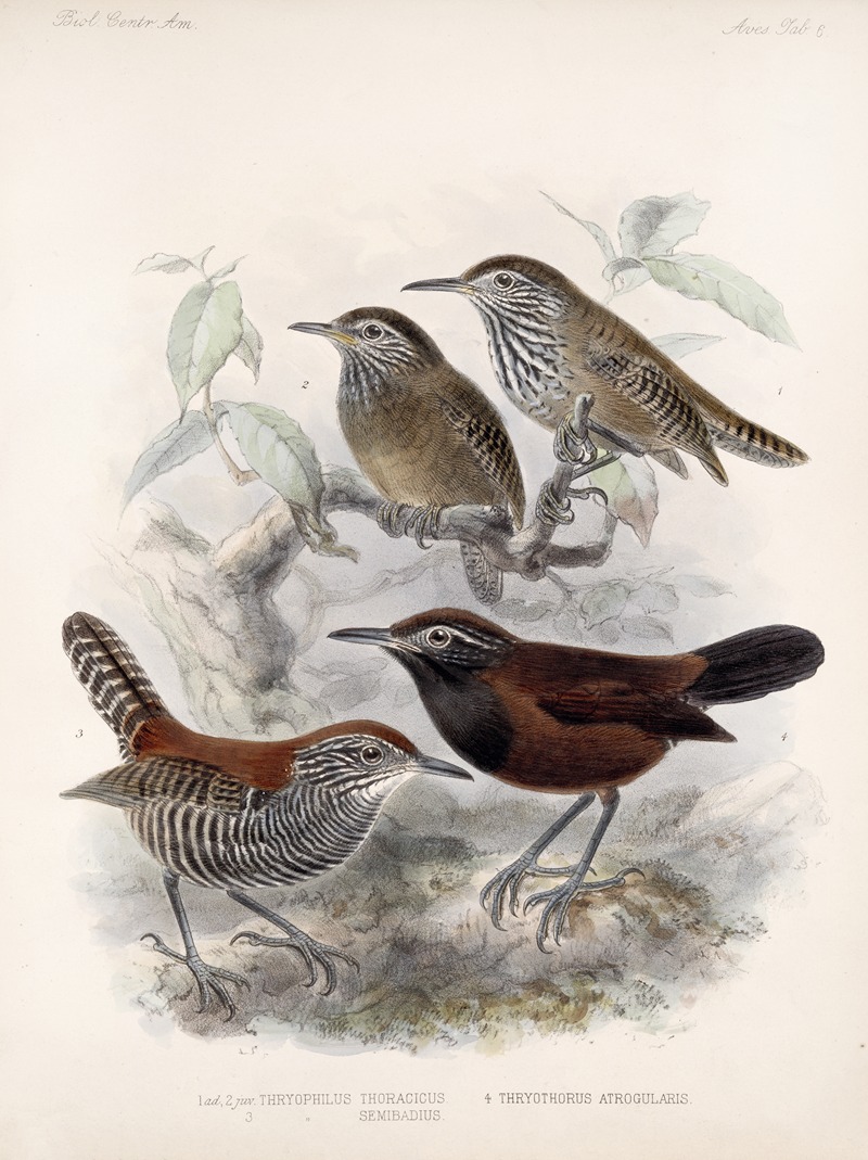 Aves Pl 06 by Frederick DuCane Godman, 1879-1915 — digital art print download