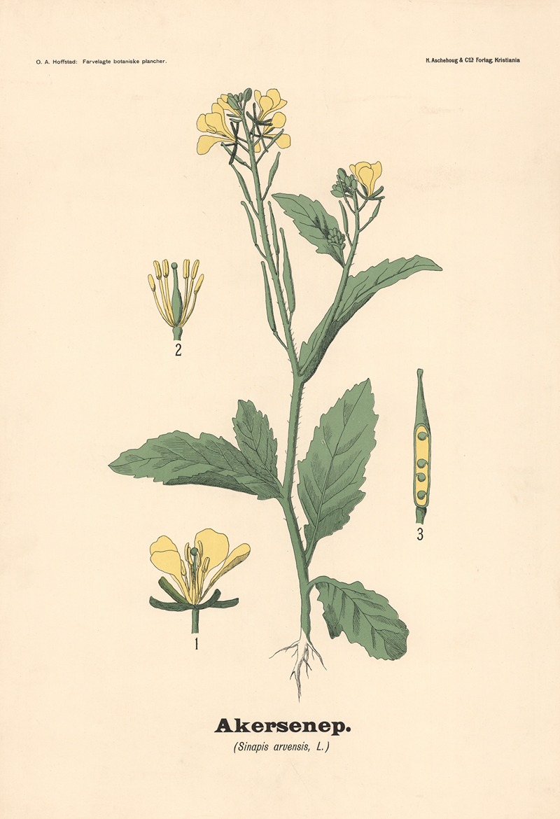Akersennep. (Sinapis arvensis, L.) by Olaf Alfred Hoffstad, 1899 — digital art print download