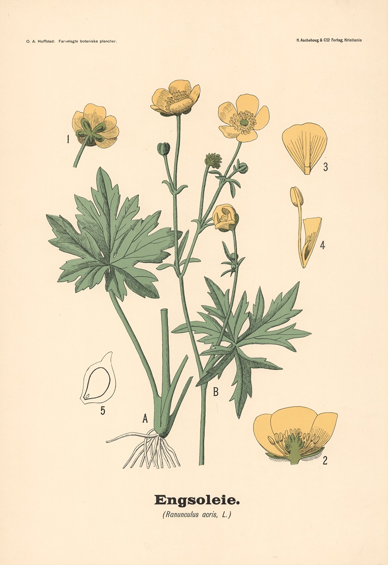 Engsoleie. (Ranunculus acris, L.) by Olaf Alfred Hoffstad, 1899 — digital art print download