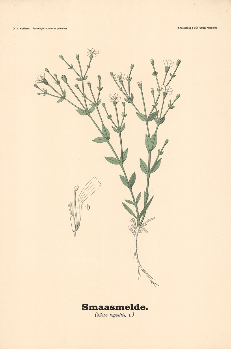 Smaasmelde. (Silene rupestris, L.) by Olaf Alfred Hoffstad, 1899 — digital art print download
