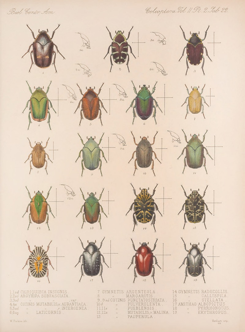 Insecta Coleoptera Pl 022 by Frederick DuCane Godman, 1879-1915 — digital art print download