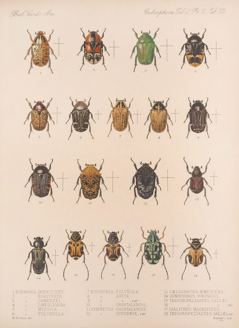 Insecta Coleoptera Pl 023 by Frederick DuCane Godman, 1879-1915 — digital art print download