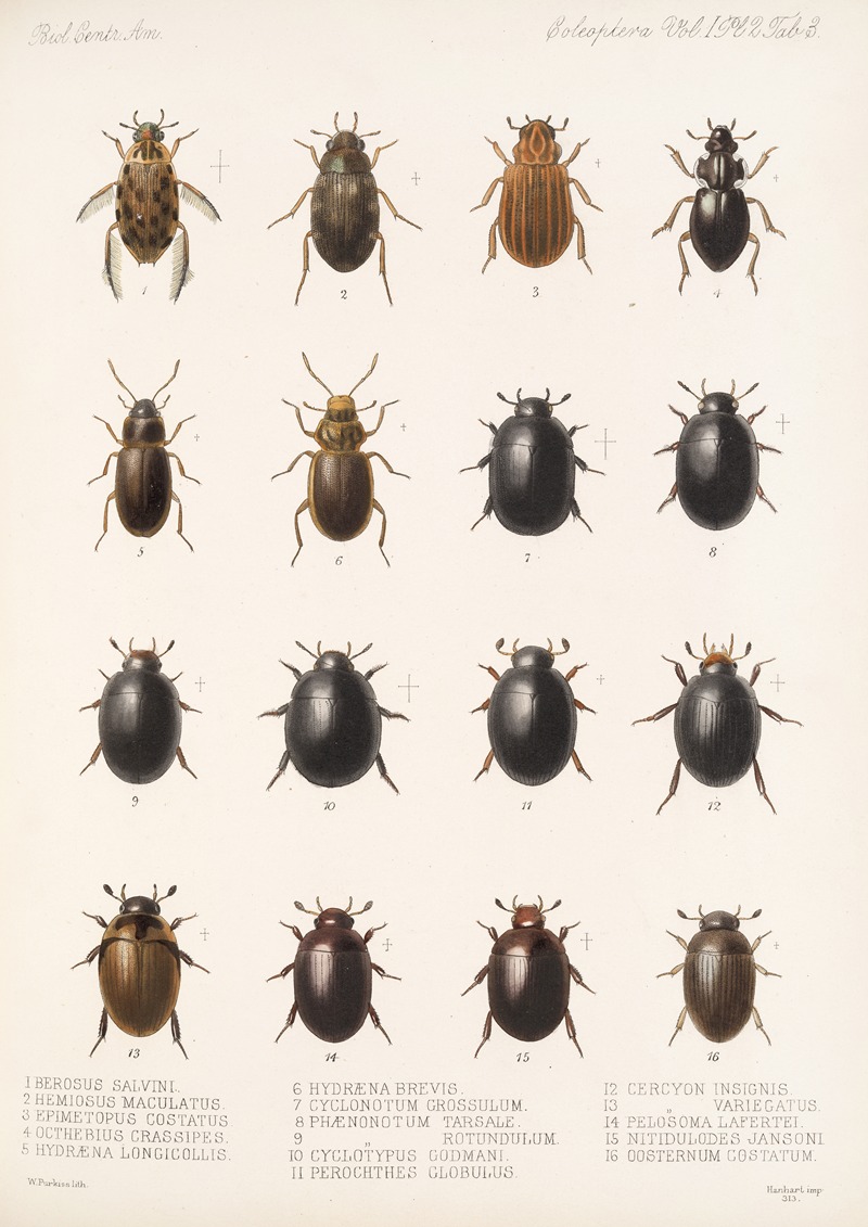 Insecta Coleoptera Pl 040 by Frederick DuCane Godman, 1879-1915 — digital art print download