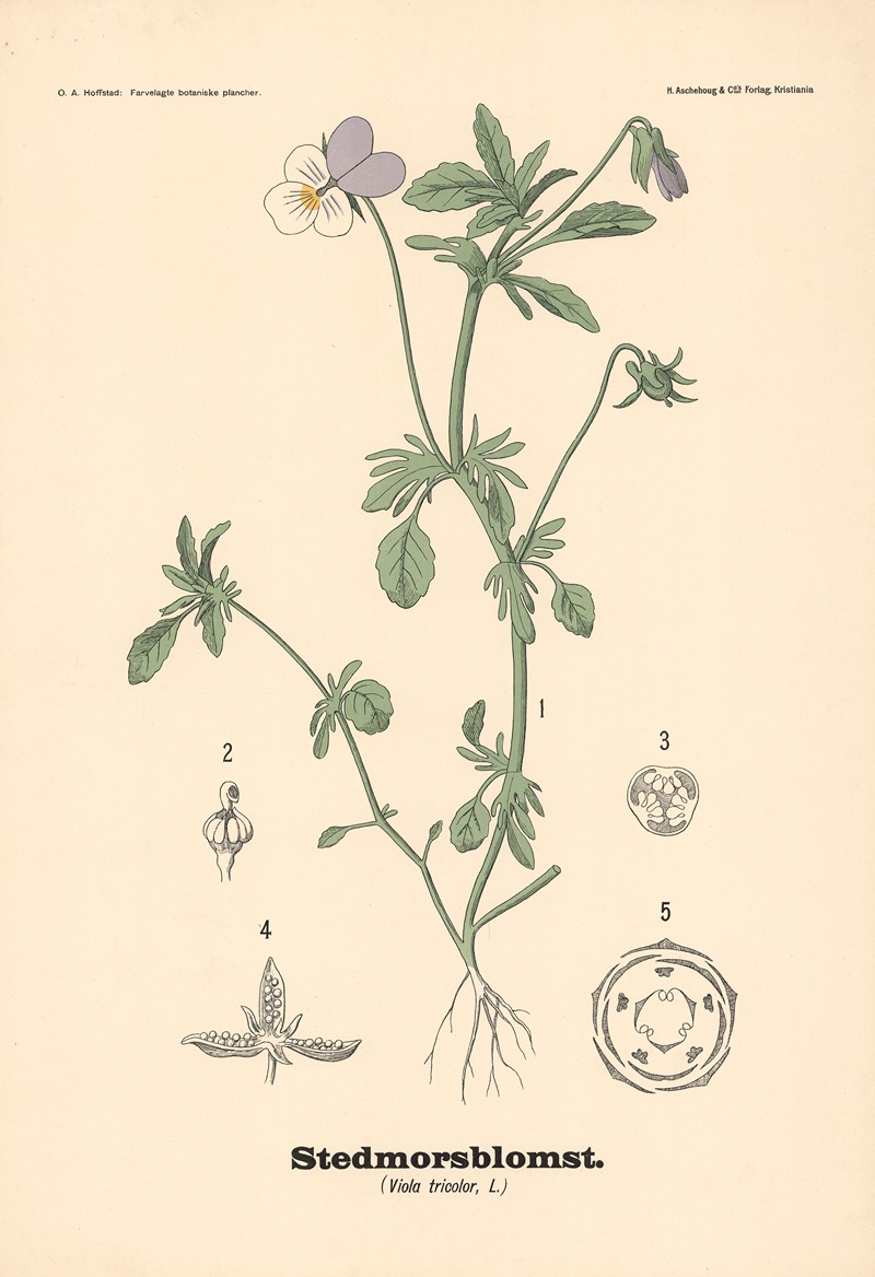 Stedmorsblomst. (Viola tricolor, L.) — Olaf Alfred Hoffstad