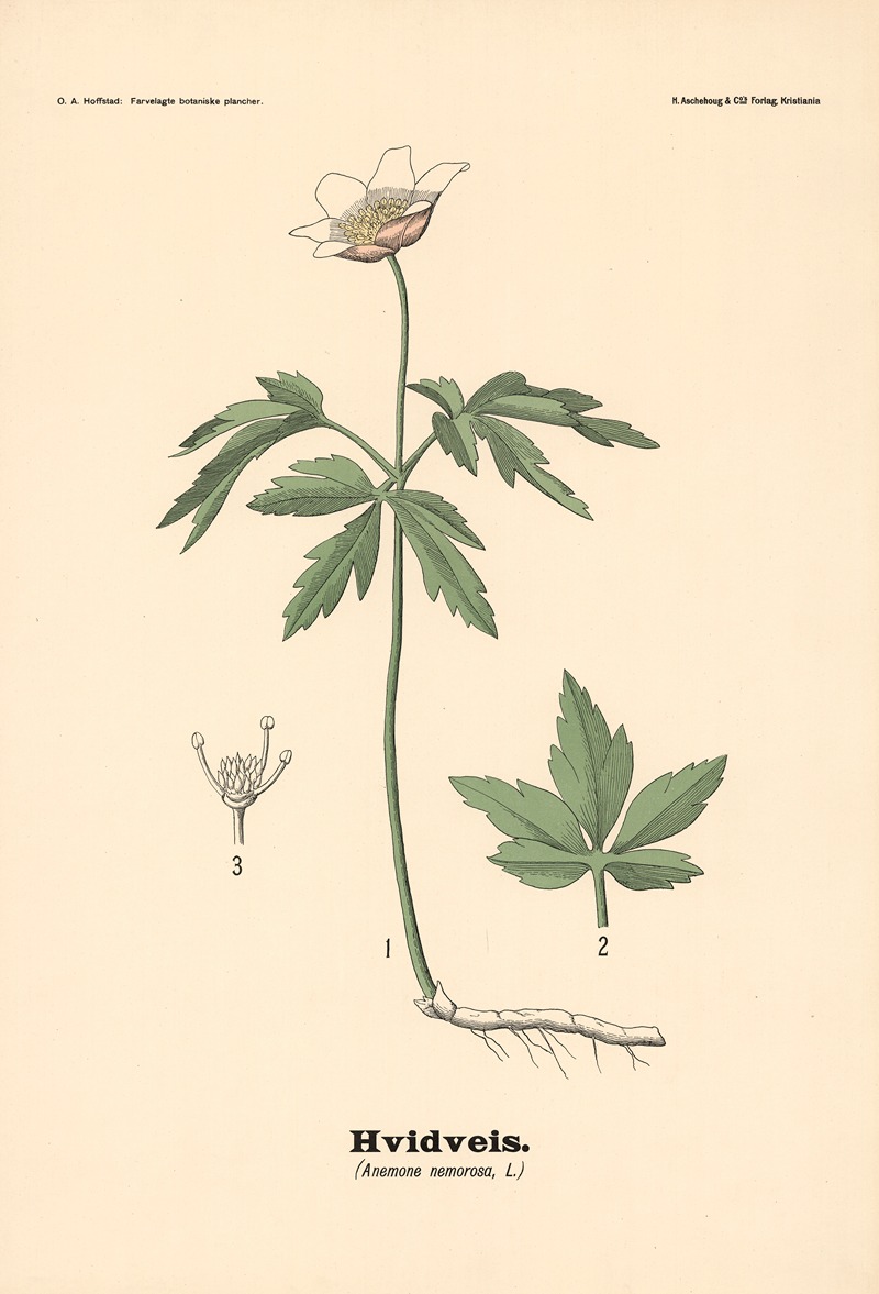 Hvidveis. (Anemone nemorosa, L.) — Olaf Alfred Hoffstad