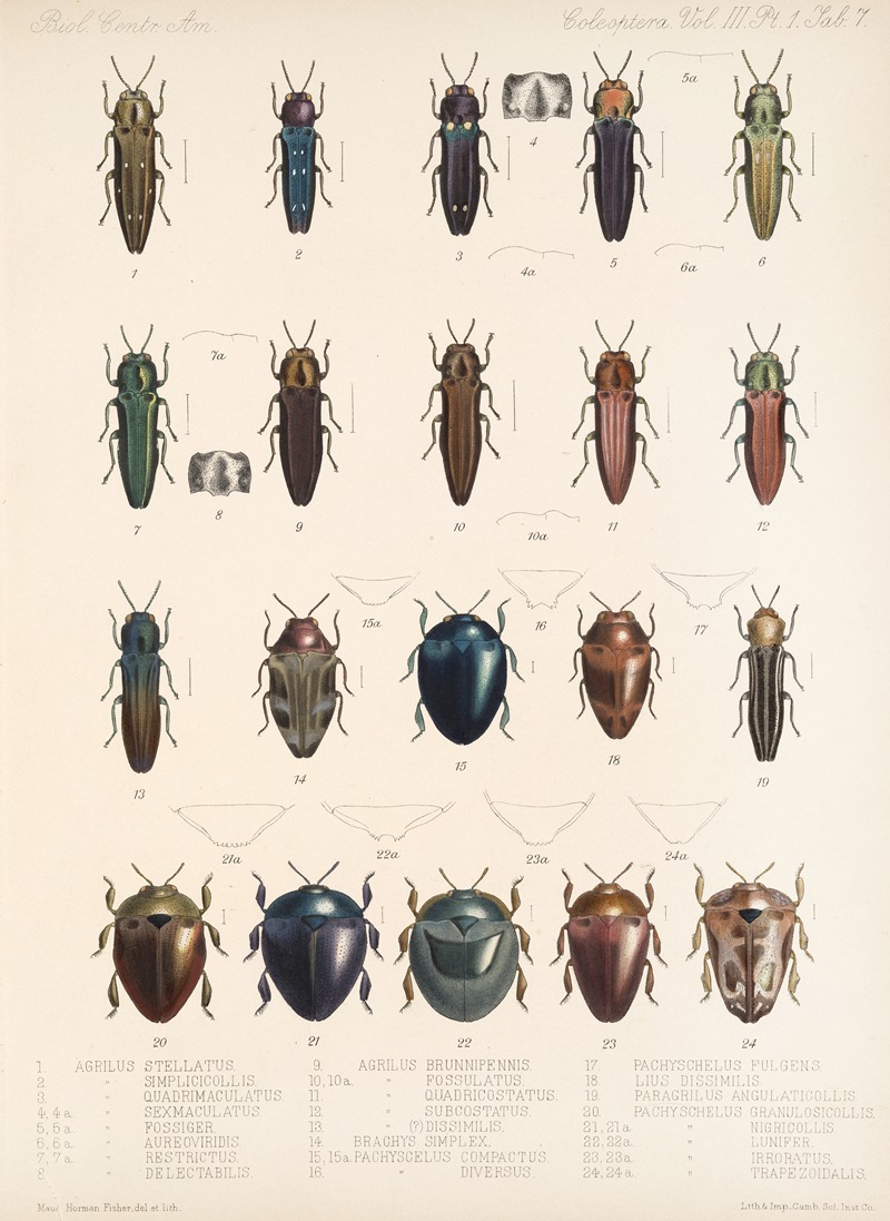 Insecta Coleoptera Pl 063 by Frederick DuCane Godman, 1879-1915 — digital art print download