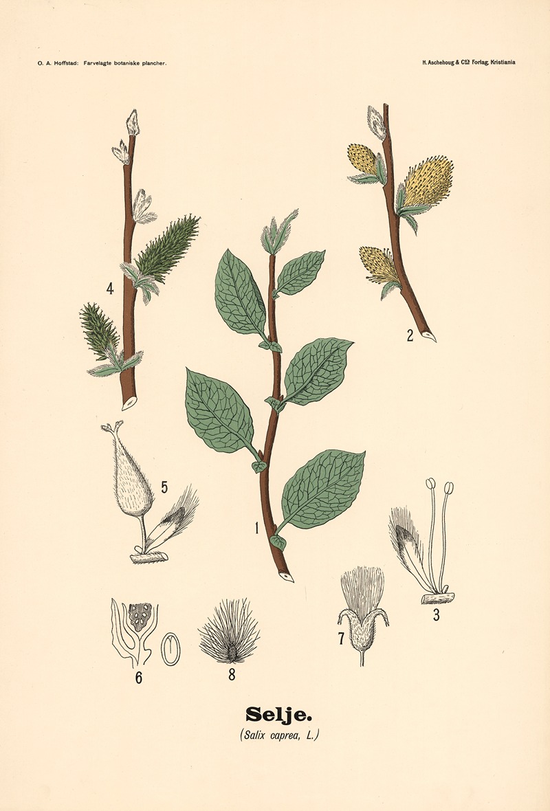 Selje. (Salix caprea, L.) by Olaf Alfred Hoffstad, 1899 — digital art print download