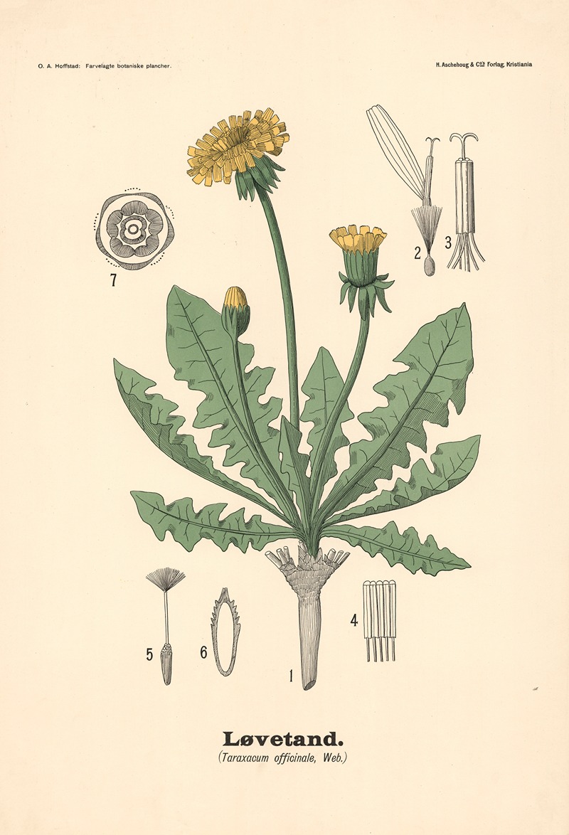 Løvetand. (Taraxacum officinale, Web.) — Olaf Alfred Hoffstad