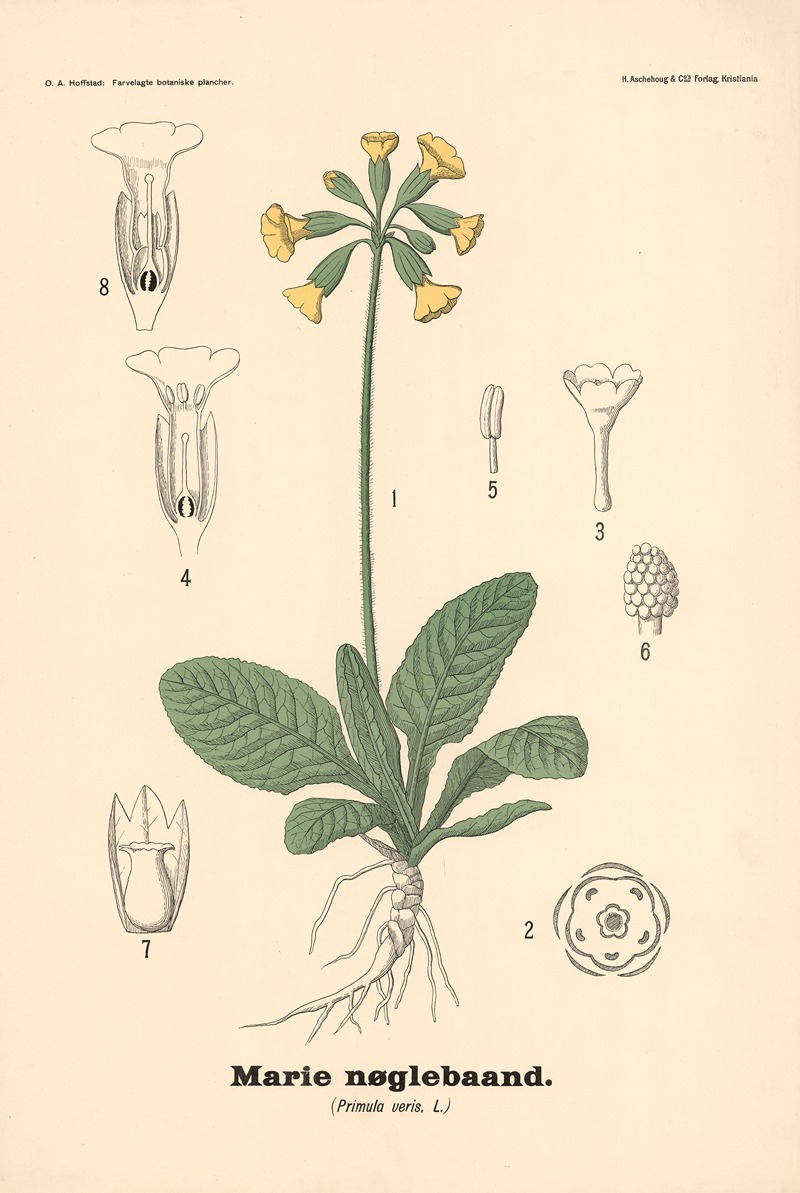 Marie nøglebaand. (Primula veris, L.) by Olaf Alfred Hoffstad, 1899 — digital art print download