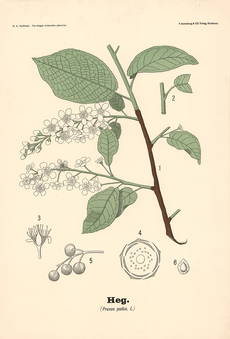 Heg. (Prunus padus, L.) by Olaf Alfred Hoffstad, 1899 — digital art print download